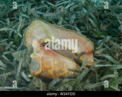 Un Queen conch (Strombus gigas) giace su una profondità del letto di fanerogame nel Mar dei Caraibi. Foto Stock