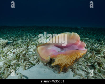 Un Queen conch (Strombus gigas) giace su una profondità del letto di fanerogame nel Mar dei Caraibi. Foto Stock