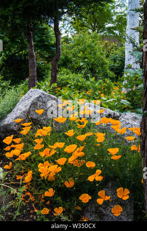 Poppies in Lullingstone Castle "Giardino del Mondo". Kent. Regno Unito Foto Stock