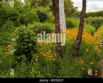 Poppies in Lullingstone Castle "Giardino del Mondo". Kent. Regno Unito Foto Stock