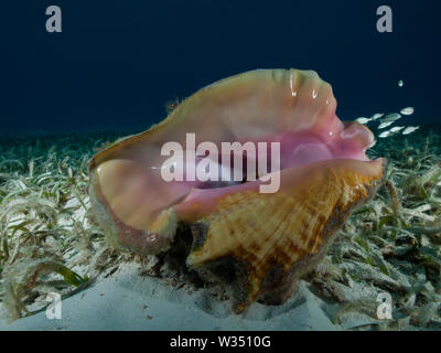 Un Queen conch (Strombus gigas) giace su una profondità del letto di fanerogame nel Mar dei Caraibi. Foto Stock