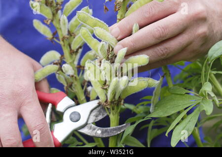 Lupinus. Deadheading speso i picchi di fiori di perenne di lupini dolci Foto Stock