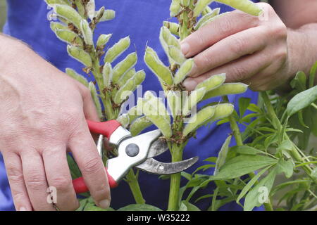 Lupinus. Deadheading speso i picchi di fiori di perenne di lupini dolci Foto Stock