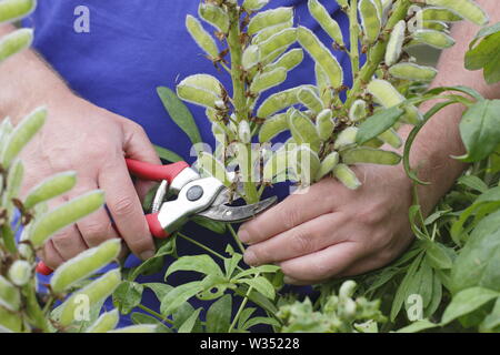 Lupinus. Deadheading speso i picchi di fiori di perenne di lupini dolci Foto Stock