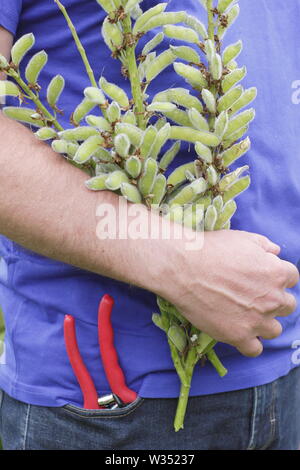 Lupinus. Deadheading speso i picchi di fiori di perenne di lupini dolci Foto Stock