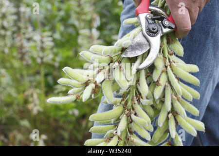 Lupinus. Giardiniere maschio deadheading speso i picchi di fiori di lupini perenne con secateurs in estate Foto Stock