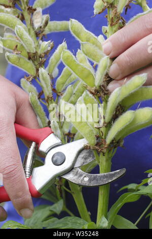 Lupinus. Deadheading speso i picchi di fiori di perenne di lupini dolci Foto Stock