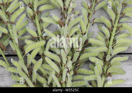 Lupinus. Si arresta di Lupin flower spike sul tavolo di legno - Luglio, REGNO UNITO Foto Stock