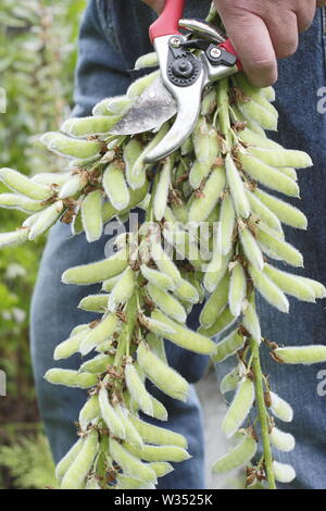 Lupinus. Giardiniere maschio deadheading speso i picchi di fiori di lupini perenne con secateurs in estate Foto Stock