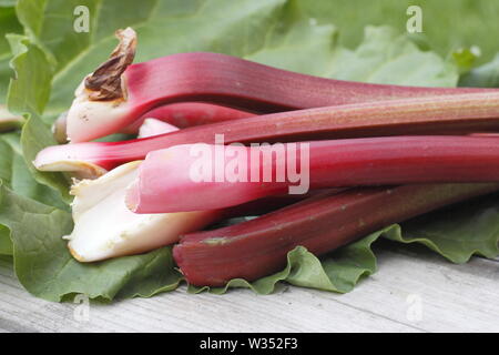 Rheum rhabarbarum. Appena raccolto il rabarbaro steli su un tavolo di legno. Il fogliame è tossico. Foto Stock