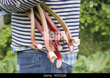 Rheum rhabarbarum. Raccolta steli di rabarbaro in un inglese un orto - molla Foto Stock