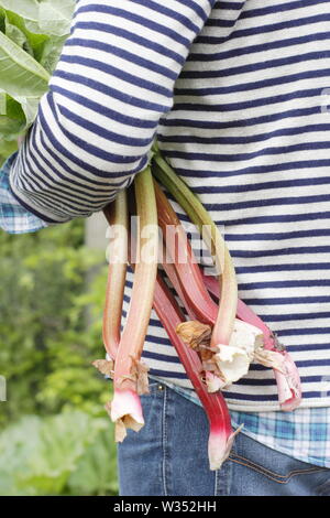 Rheum rhabarbarum. Raccolta steli di rabarbaro in un inglese un orto - molla Foto Stock