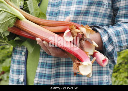 Rheum rhabarbarum. Raccolta steli di rabarbaro in un inglese un orto - molla Foto Stock