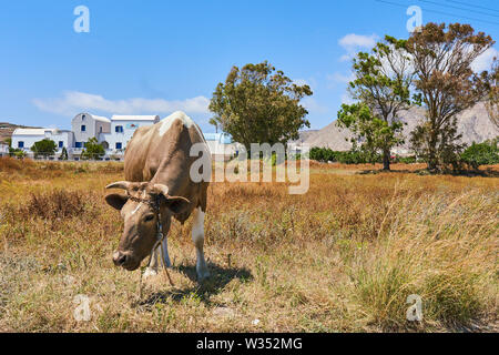 Mucca nell area del deserto senza acqua a Kamari Beach vicino a Oia - Santorini , Grecia al 03 giugno 2019. © Peter Schatz / Alamy Stock Foto Foto Stock