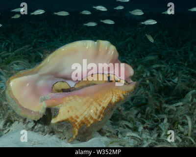 Un Queen conch (Strombus gigas) giace su una profondità del letto di fanerogame nel Mar dei Caraibi. Foto Stock