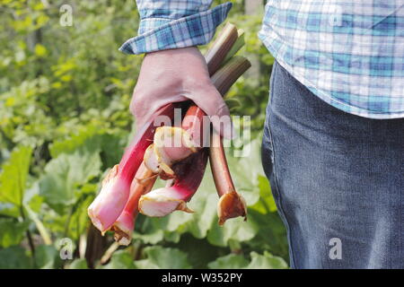 Rheum rhabarbarum. Raccolta steli di rabarbaro in un inglese un orto - molla Foto Stock