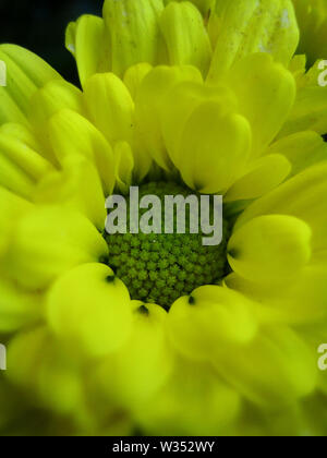 Crisantemo fiore macro sfondo colorato stampe di opere d'arte. Foto Stock