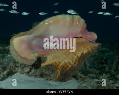 Un Queen conch (Strombus gigas) giace su una profondità del letto di fanerogame nel Mar dei Caraibi. Foto Stock