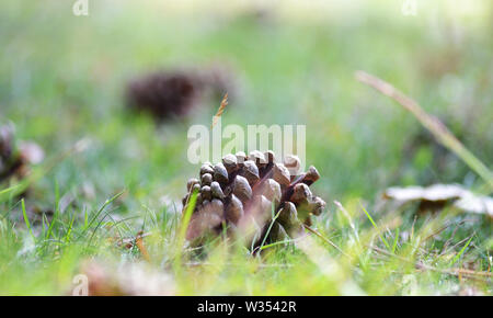 Pigna catturato lungo il pavimento della natura, Suffolk, Regno Unito Foto Stock