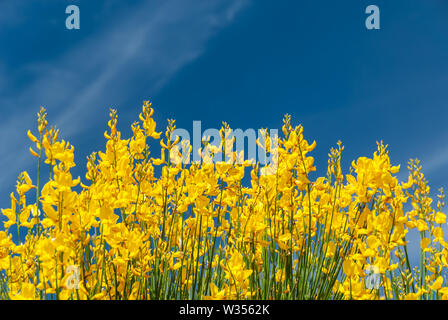 Forte giallo / blu colori contrastanti dalla ginestra (Cytisus scoparius) ed un cielo blu con nuvole sottili, fiori shot in Provenza, Francia. Foto Stock