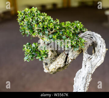 Giapponese piccolo albero di bonsai con un età di 30 anni Foto Stock