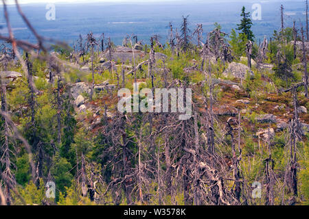 Scure foreste di montagna vicino al circolo polare artico. Condizioni difficili di crescita tra le pietre che sono nel caos ghiacciaio impilati. Curve di pino mistico sulle rocce. h Foto Stock