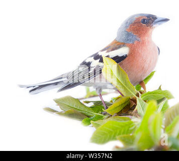 La molla nella forma di luminose del piumaggio degli uccelli (maschio Finch) e giovani foglie (Willow), su sfondo bianco Foto Stock