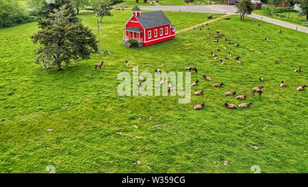 Scatto aereo di un bel campo verde con un po' casa di legno rosso e mandria di cervi al intorno Foto Stock