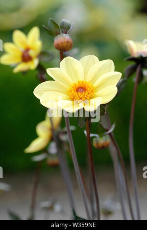 Close-up di Primrose-giallo Dahlia 'estate' Fiori. Foto Stock