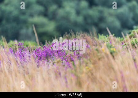 Fioritura heather su Dartmoor Foto Stock