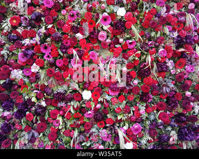 Tappeto di fiori di colore rosso nel centro di Timisoara Foto Stock