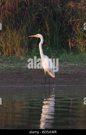 Airone bianco maggiore / comune garzetta / grande airone bianco (Ardea alba / Egretta alba) permanente sulla banca del lago Foto Stock