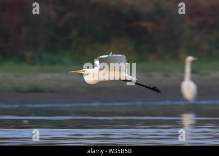 Airone bianco maggiore / comune garzetta / grande airone bianco (Ardea alba / Egretta alba) volare sopra il lago Foto Stock