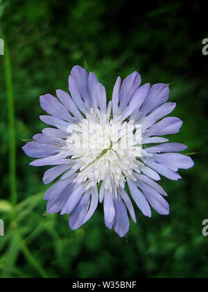 Knautia integrifolia famiglia Dipsacaceae fiore macro sfondi wallpaper stampe di opere d'arte. Foto Stock