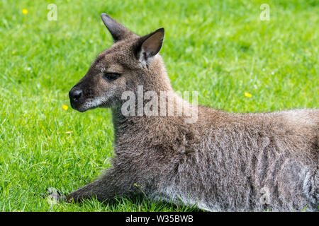 Rosso-un wallaby dal collo / il Bennett's wallaby (Macropus rufogriseus) nativa per Australia orientale e Tasmania e introdotto in Nuova Zelanda e in Europa Foto Stock