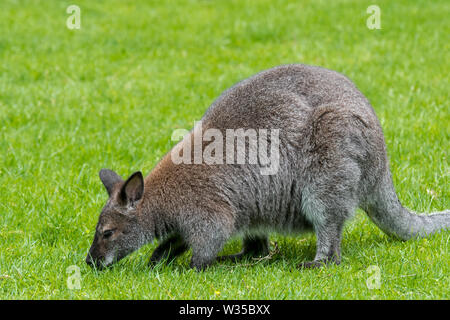 Rosso-un wallaby dal collo / il Bennett's wallaby (Macropus rufogriseus) nativa per Australia orientale e Tasmania e introdotto in Nuova Zelanda e in Europa Foto Stock