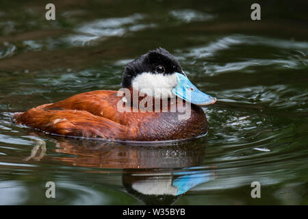 Ruddy duck (Oxyura jamaicensis) maschio nuotare nel laghetto, nativo per il Nord America Foto Stock