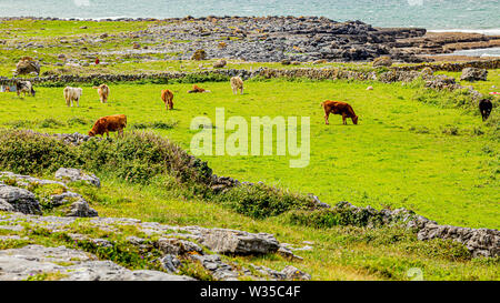 Il pascolo di bestiame tra i recinti di pietra tra Fanore e Ballyvaughan, Wild Atlantic modo, splendida giornata di primavera nella contea di Clare in Irlanda Foto Stock