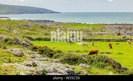 Il pascolo di bestiame tra i recinti di pietra con il mare in background tra Fanore e Ballyvaughan, Wild Atlantic modo, splendida giornata di primavera Foto Stock