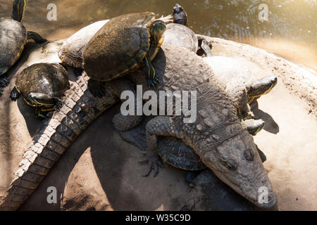 Emydidae tartaruga verde sul coccodrillo, La Venta Park. Villahermosa,Tabasco,Messico. Foto Stock