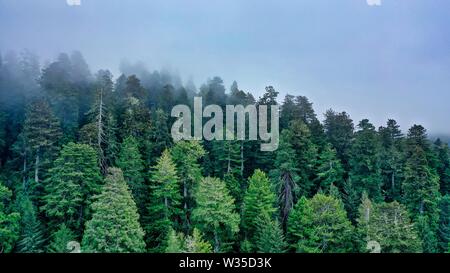 Foto aerea di una bella foresta su una collina circondata da nebbia naturale e nebbia Foto Stock