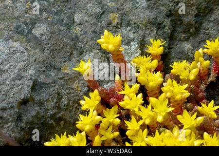 Mordere Stonecrop o Wallpepper (sedum acre), in prossimità di un grappolo di fiori che crescono nella fessura tra due massi. Foto Stock