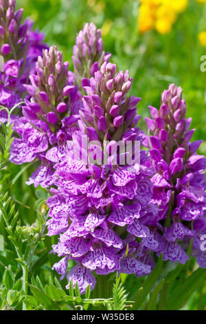 Orchidea macolata, molto probabilmente Orchidea macolata Heath (dactylorhiza maculata o dactylorchis maculata), primo piano di un gruppo di piante fiorite. Foto Stock