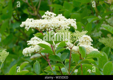 Anziano, Elderflower o Elderberry (sambucus nigra), primo piano che mostra i fiori e le foglie dell'arbusto. Foto Stock