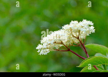 Anziano, Elderflower o Elderberry (sambucus nigra), primo piano che mostra i fiori e le foglie dell'arbusto. Foto Stock