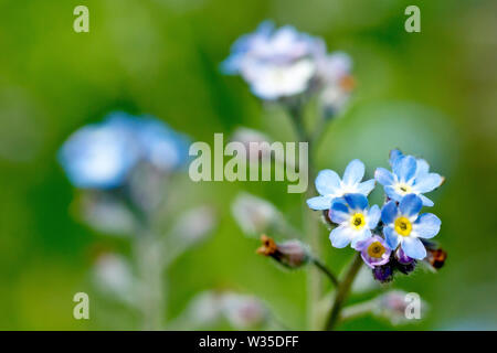 Comune di campo o dimenticare-me-non (myosotis arvense), in prossimità di un unico stelo di fioritura con bassa profondità di campo. Foto Stock