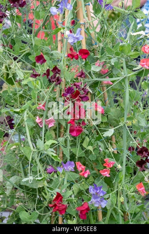 Lathyrus odoratus. Pisello dolce dei Fiori di canna di bambù wigwam di supporto in un orto. Regno Unito Foto Stock