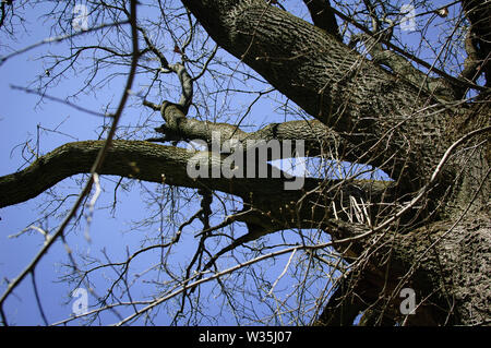 La foto in orizzontale dei rami del grande vecchio albero nel bellissimo parco sul cielo blu sottofondo durante la giornata di sole in primavera Foto Stock