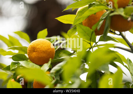 Arancia amara, noto anche come Siviglia arancione, arancia acida, bigarade orange o la marmellata di arance arancione (Citrus aurantium ×) che cresce su un ramo di albero. Foto Stock