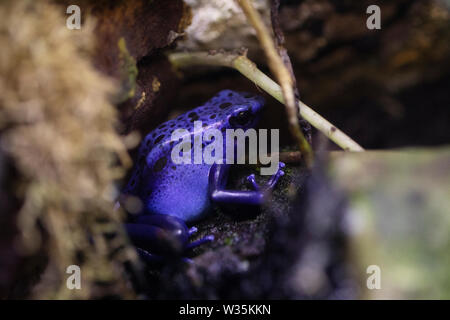 Dendrobates tinctorius 'Azureus' o blue poison dart frog, nativo di America Centrale e America del Sud. Foto Stock